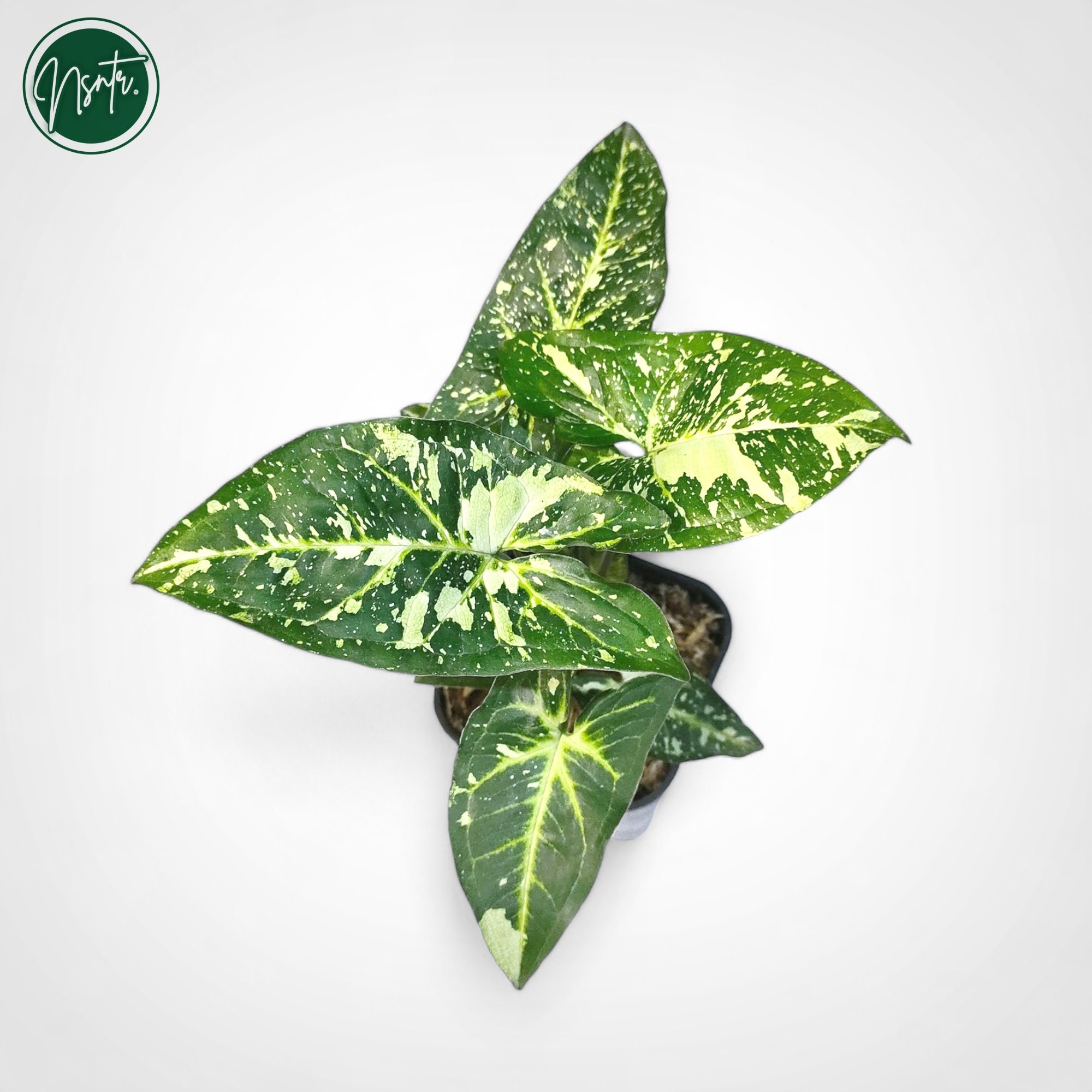 Galaxy Panda Syngonium - Etsy