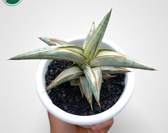 Sansevieria Blue Clone Variegated Rare Uniqe Snake Plant