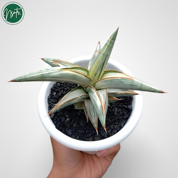 サンスベリア Sansevieria Tiger Blue variegated Sansevieria hybrid 'tiger blue'came from the collection of an