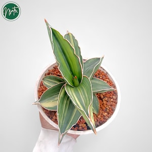 Sansevieria Samurai Dwarf Variegated Rare Uniqe Snake Plant