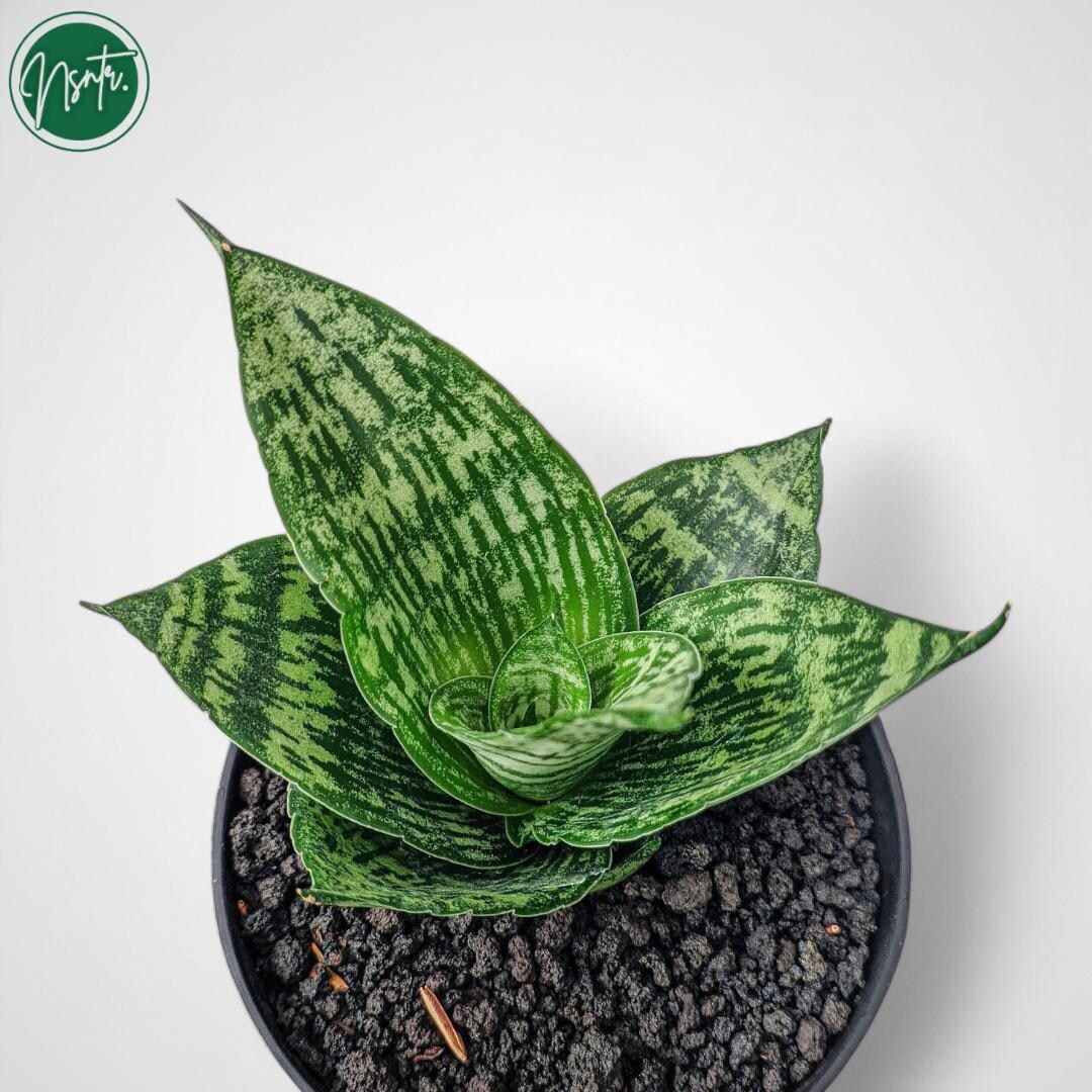 Sansevieria Hybrid Kahuripan Rare Uniqe Snake Plant - Etsy