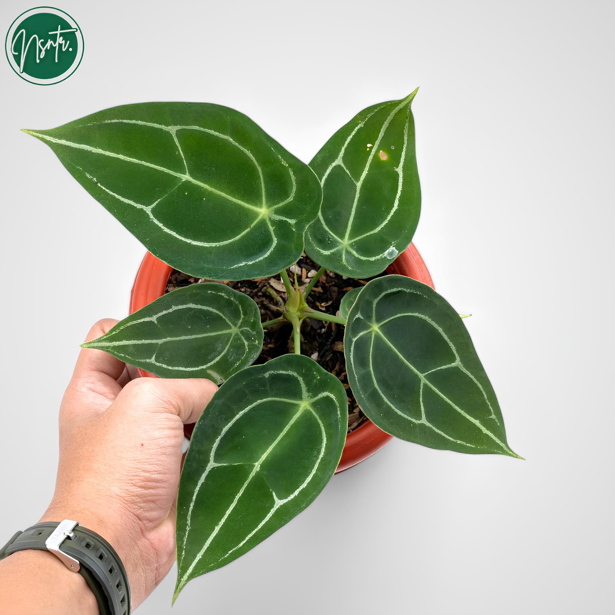 Anthurium forgetii - Etsy 日本