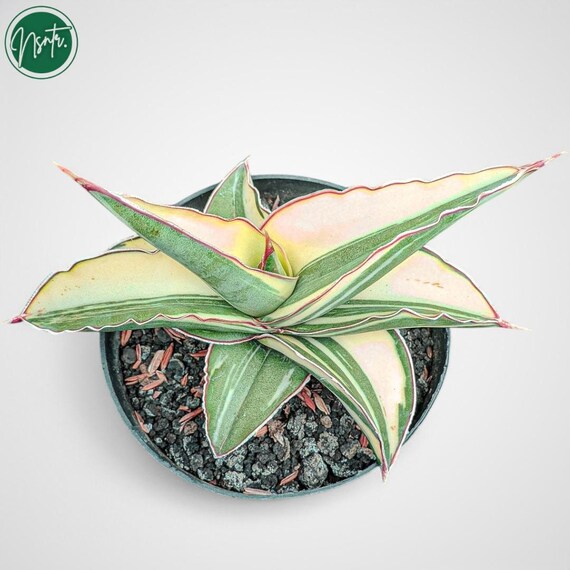 Sansevieria Robusta Dwarf White Variegated Rare Uniqe Snake Plant