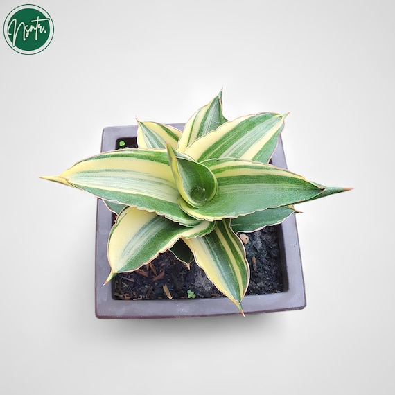斑入り サンセベリア Tiger Blue サンスベリア Sansevieria 斑入り