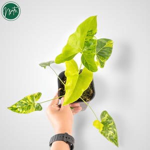 Philodendron Thaumatophyllum Williamsi Variegated Uniqe Plant