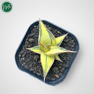 May include: A small, potted succulent plant with green and white striped leaves. The plant is in a black square pot with dark brown soil.