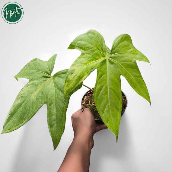 Anthurium Pedatoradiatum Variegated Rare Uniqe Plant - Etsy Hong Kong