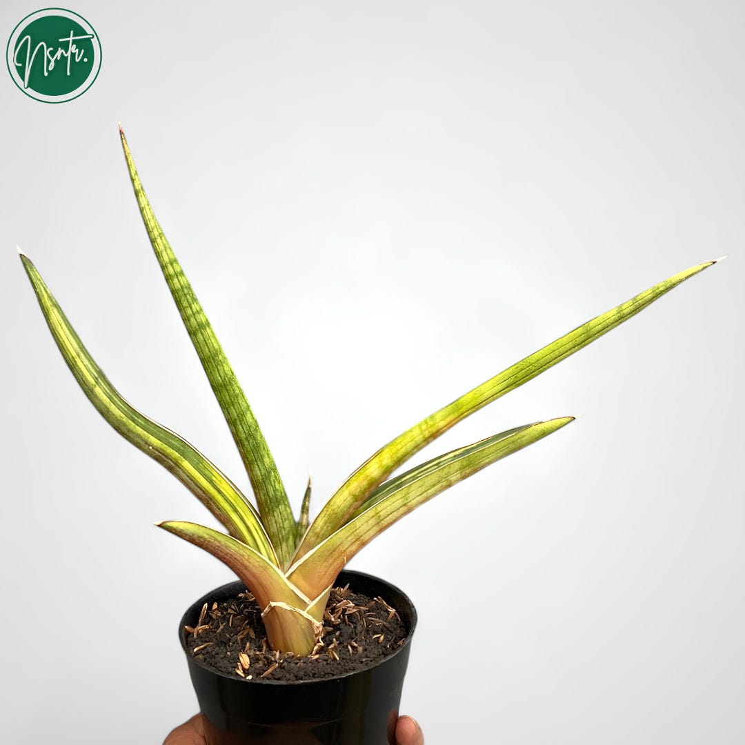 Sansevieria Rhodesiana Pink Variegated Rare Uniqe Snake Plant - Etsy Ireland