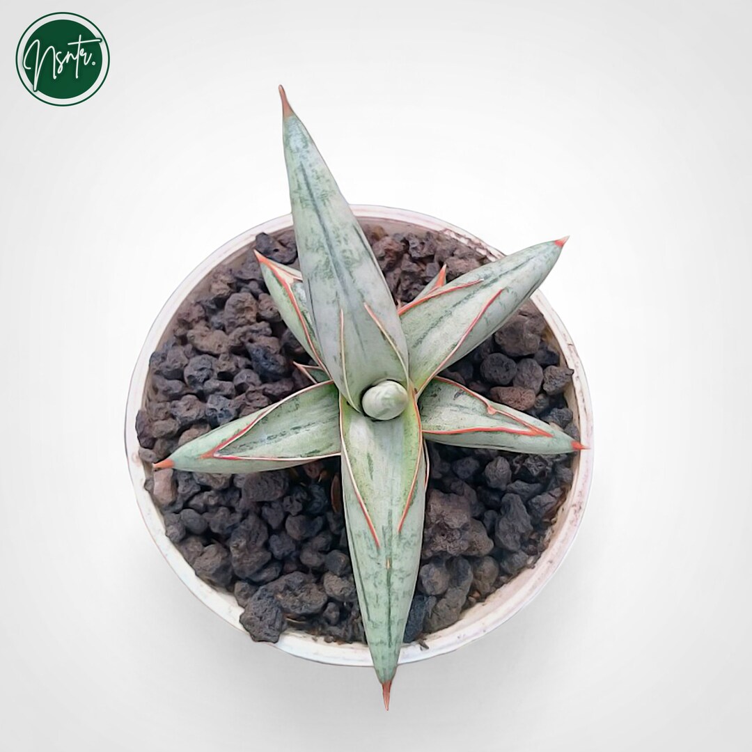 サンスベリア シルバークローン 斑入り サンセベリア シルバー