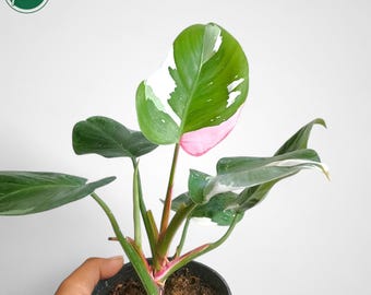 ２つです‼️【太茎‼️】フィロデンドロン　ホワイトプリンセス　茎③ 斑入り　希少人気 フィロデンドロン ホワイト プリンセス トリコロール 斑入り 珍しい