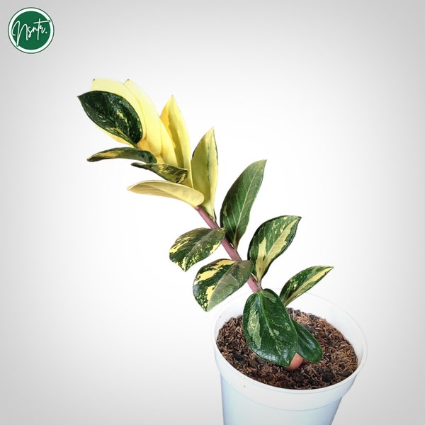 Zamia Zamioculcas Zamiifolia Variegated Rare Uniqe ZZ Plant