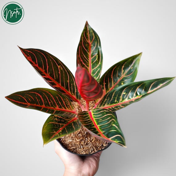 Aglaonema Pride of Sumatra Rare Uniqe Plant - Etsy