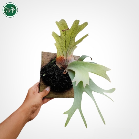 tomi　P.willinckii Platycerium Willinckii Rare Uniqe Ornamental Plant - Etsy