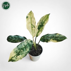 Aglaonema Commutatum brokig sällsynt unik växt