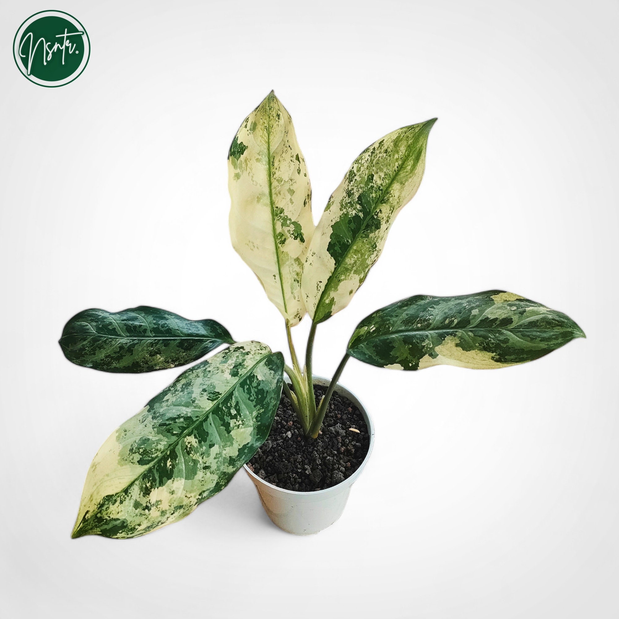 てちAglaonema curtisii variegated 同梱値引き Aglaonema Commutatum Variegated Rare Uniqe Plant - Etsy Canada