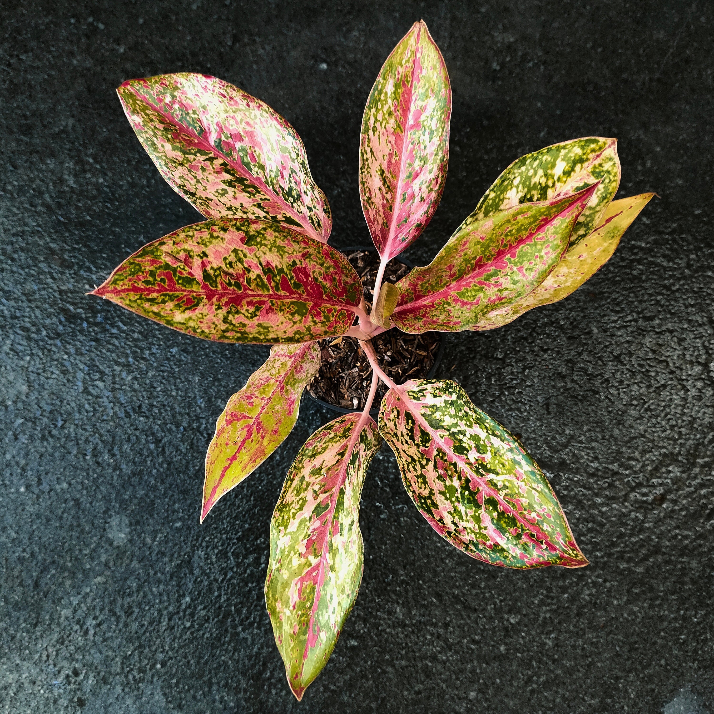 Aglaonema Variegated - Etsy