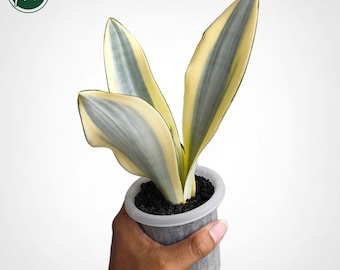 Sansevieria Moonshine Splash Rare Uniqe Snake Plant