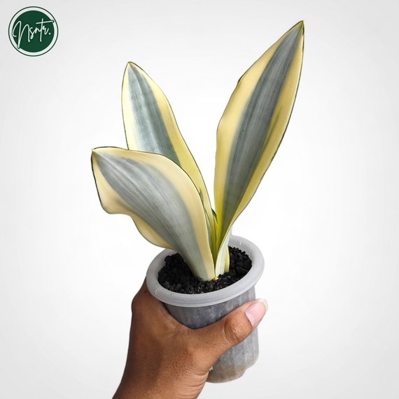 Sansevieria Moonshine Splash Rare Uniqe Snake Plant - Etsy