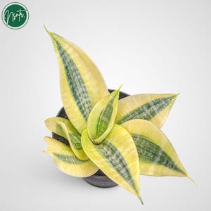 Puede incluir: Una pequeña planta serpiente en maceta con hojas rayadas de color amarillo y verde. La planta está en una maceta negra.