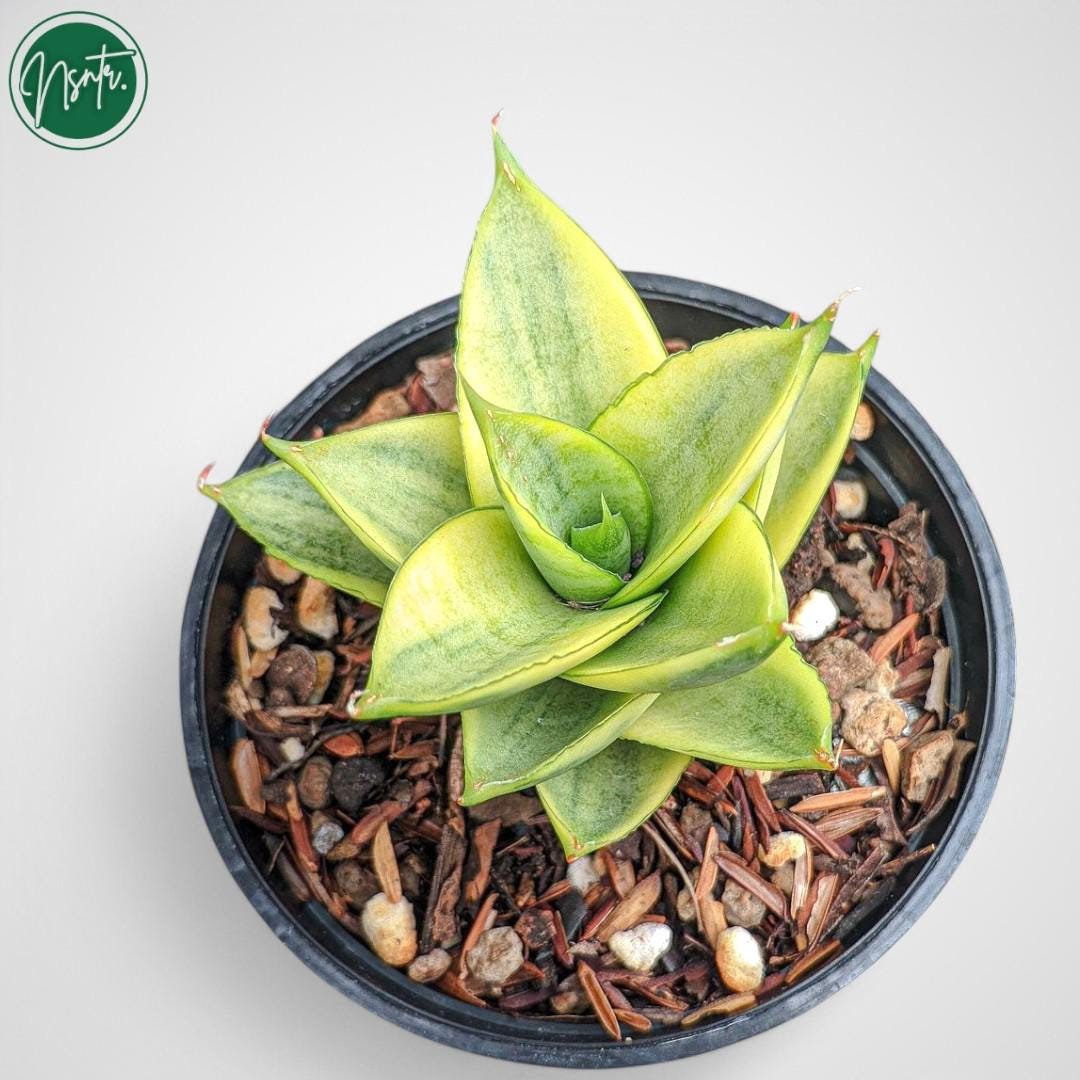 Sansevieria Hybrid Pagoda Variegated Rare Uniqe Snake Plant - Etsy