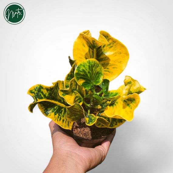 クロトン　　レア　珍しい クロトン レア 珍しい 観葉植物 クロトン エクセレント イエロー 7号鉢