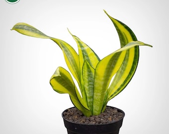 Sansevieria Futura Simplek Rare Uniqe Snake Plant