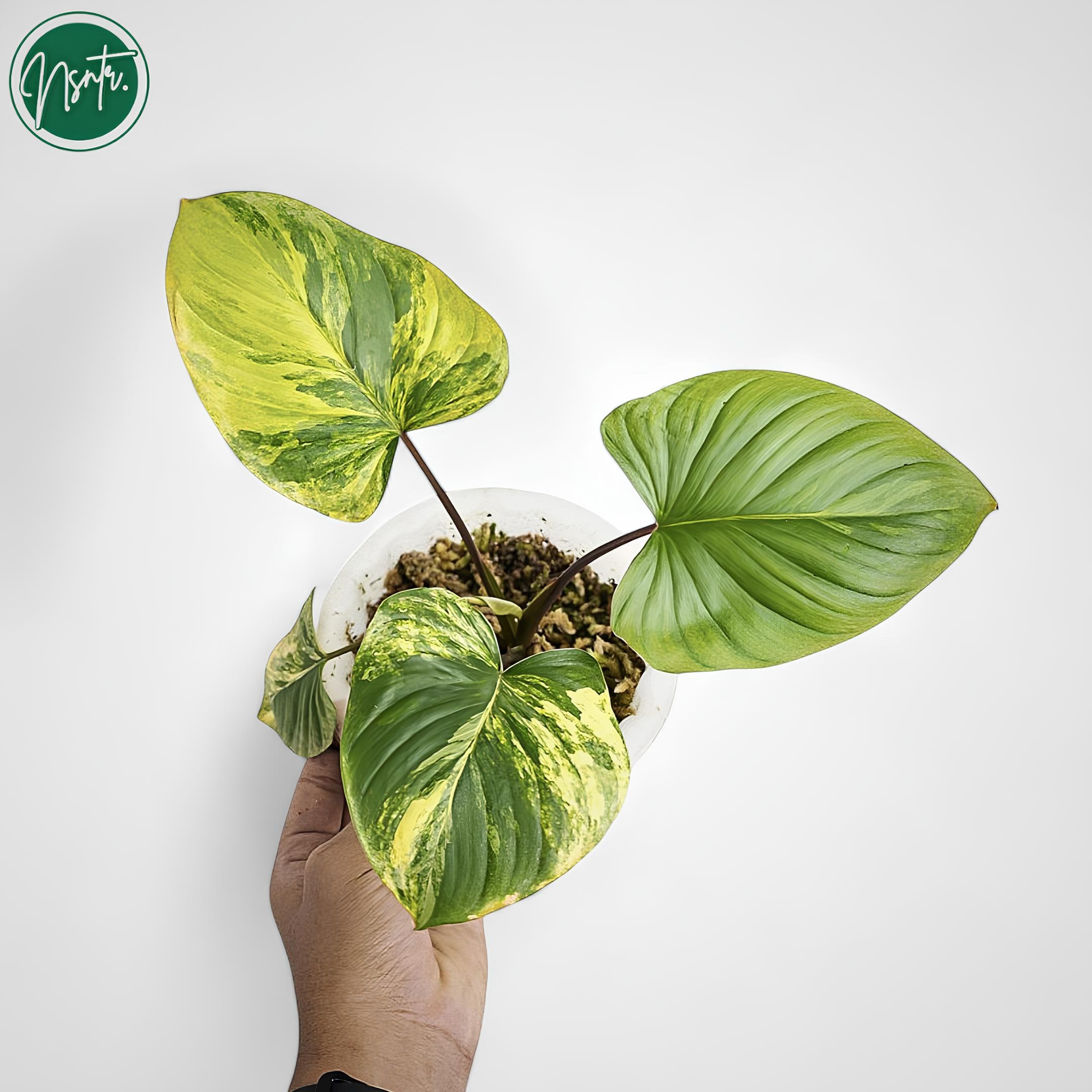Variegated homalomena rubescens - Etsy 日本