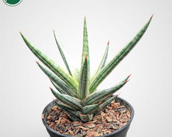 Sansevieria Chanin Crown  Rare & Graphic Plant - Etsy Ireland