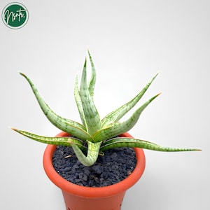 May include: A potted snake plant with green and white striped leaves. The plant is in a terracotta pot with black soil.