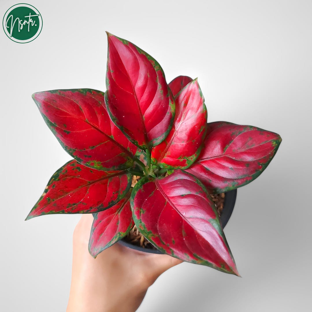Aglaonema Black Maroon Rare Uniqe Plant - Etsy