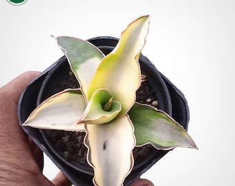 Sansevieria Robusta Aurea Variegated Rare Uniqe Snake Plant