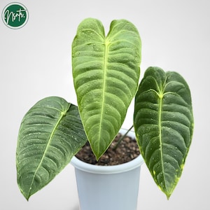 Anthurium King Veitchii Original Rare Uniqe Plant