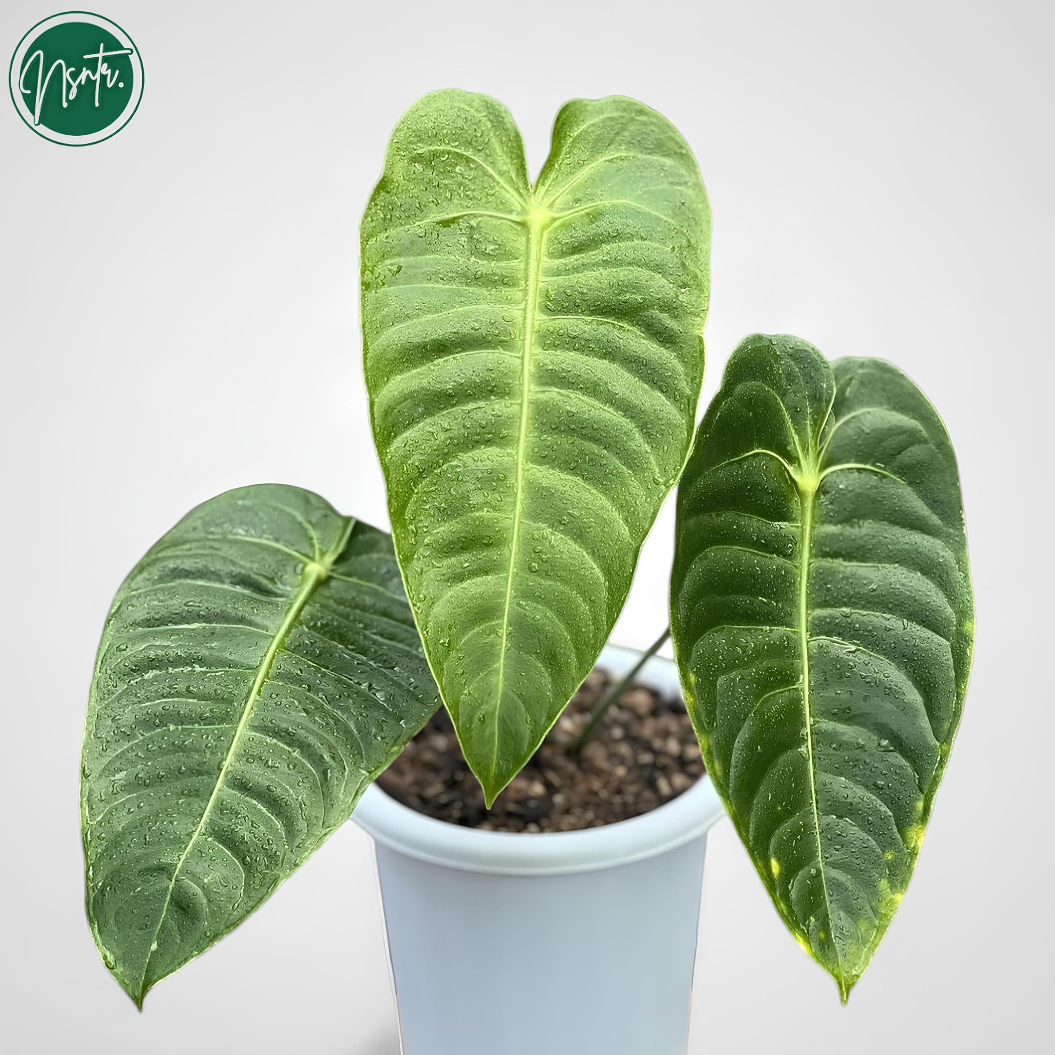 Anthurium veitchii narrow - Etsy 日本