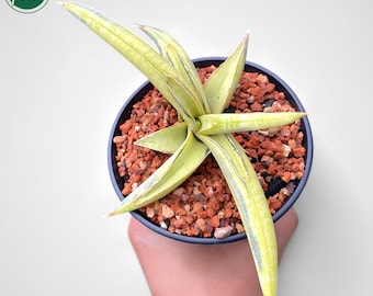Sansevieria Sp Mecufi Mozambique Medium Size Rare Snake Plant - Etsy