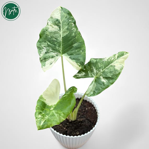 Alocasia Macrorrhiza Albo Variegated Rare Uniqe Plant - Etsy Israel