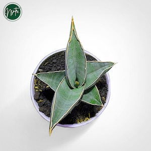 Walking Snake Plant - Etsy Canada