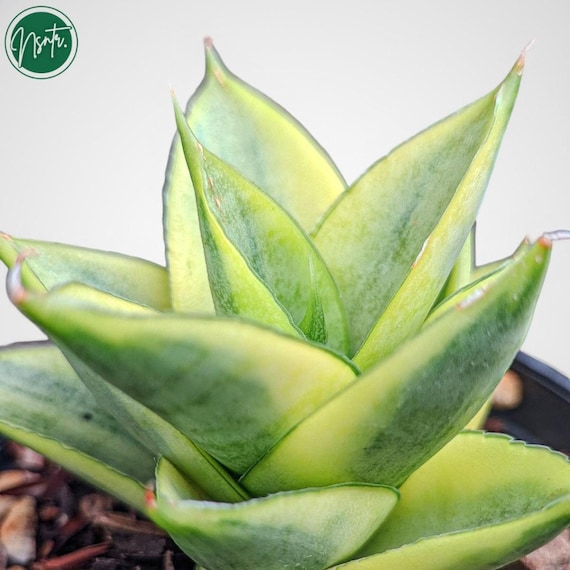 Sansevieria Hybrid Pagoda Variegated Rare Uniqe Snake Plant - Etsy