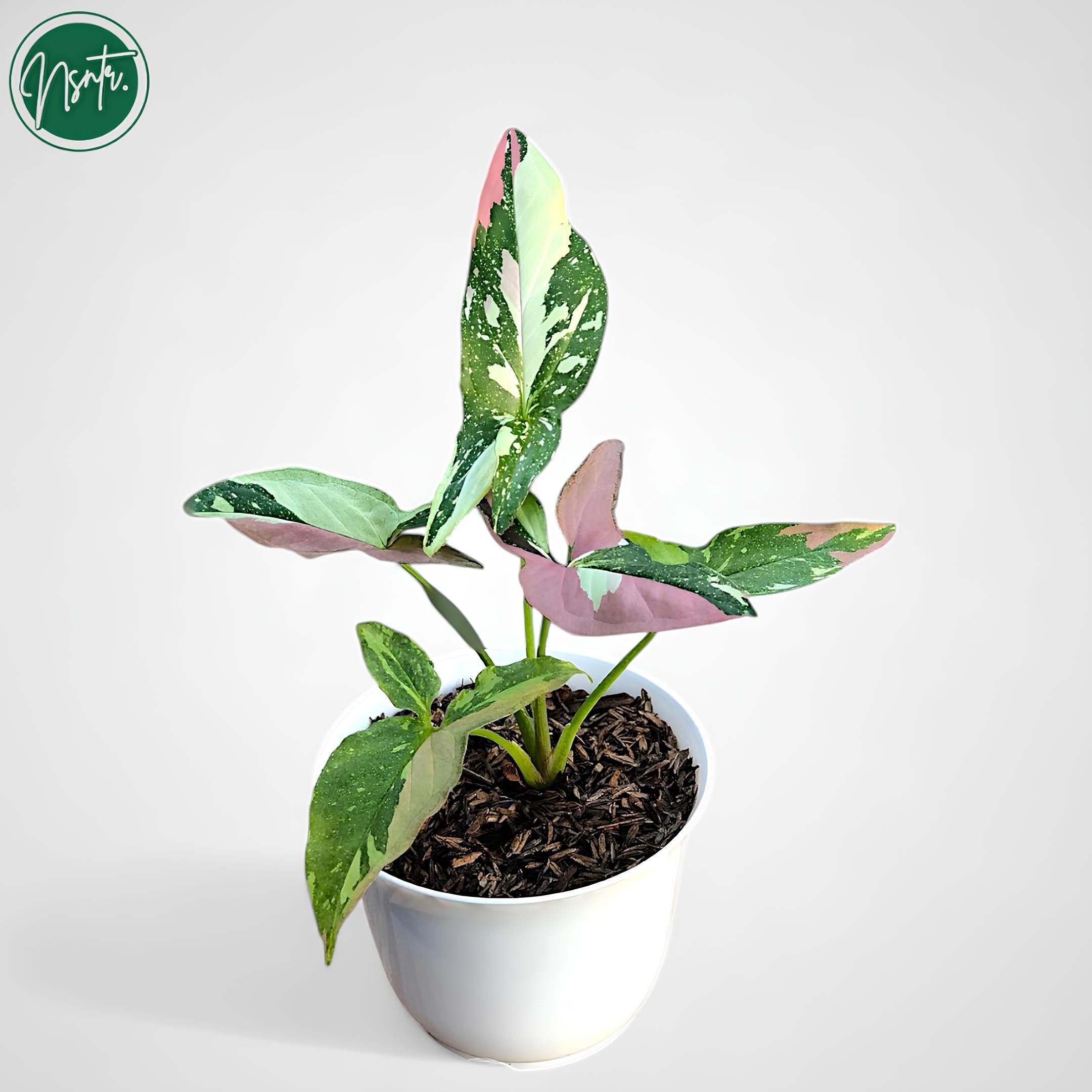 (レア)シンゴニウム・コンフェッティ・トリコロール&レッドスポット トリコロール シンゴニウム レッドスポット トリコロール 斑入り 珍しいユニークな