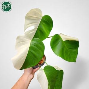 Monstera Halfmoon Albo Variegated