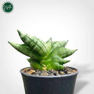 Sansevieria Bonji Rare Uniqe Snake Plant