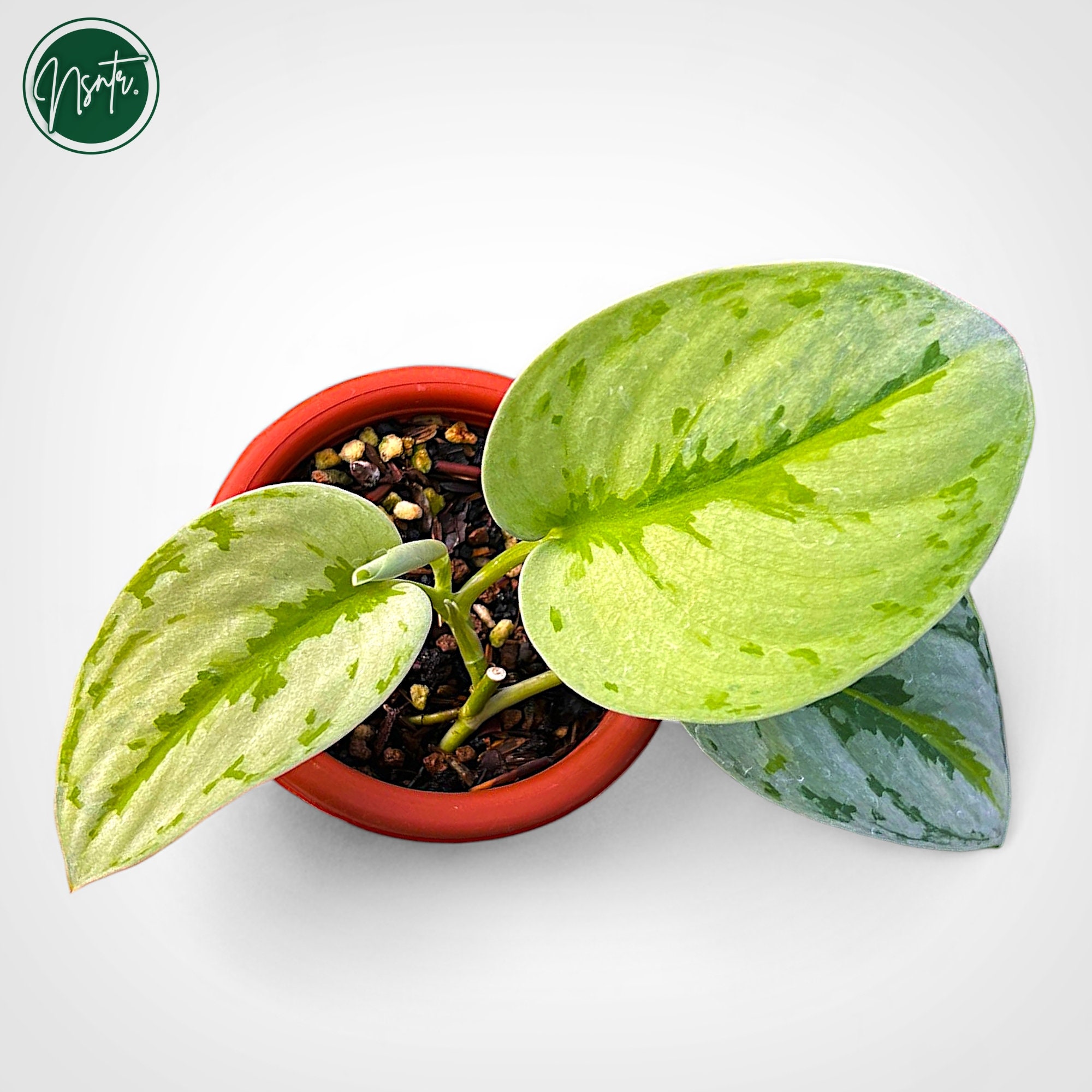 Scindapsus Yupa Variegated Real Pict Plant - Etsy Canada