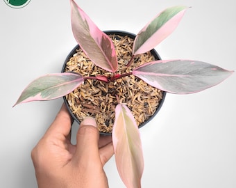 May include: A close-up of a pink princess philodendron plant in a black pot. The plant features large, oval leaves with pink and green markings. The pot is filled with mulch. The plant is held by a hand against a white backdrop.