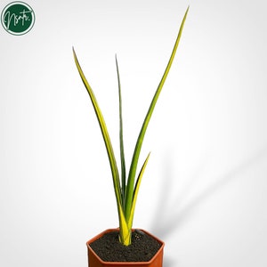 zimmerpflanze halbschatten Philodendron Xanadu Zimmerpflanze 60cm – grüne Blattpflanze im Übertop