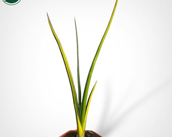 Sansevieria Midnight Fountain Variegated Rare Uniqe Snake Plant