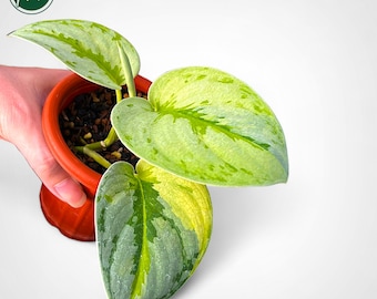 Rare Scindapsus Yupa Variegated | US Seller | New Growth | Exact