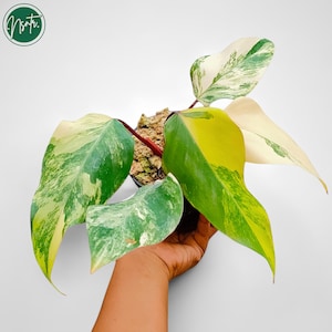 Philodendron Strawberry Shake Panaché Rare Plante Uniqe
