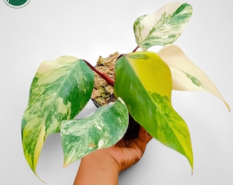 Philodendron Strawberry Shake Variegated Rara Planta Uniqe