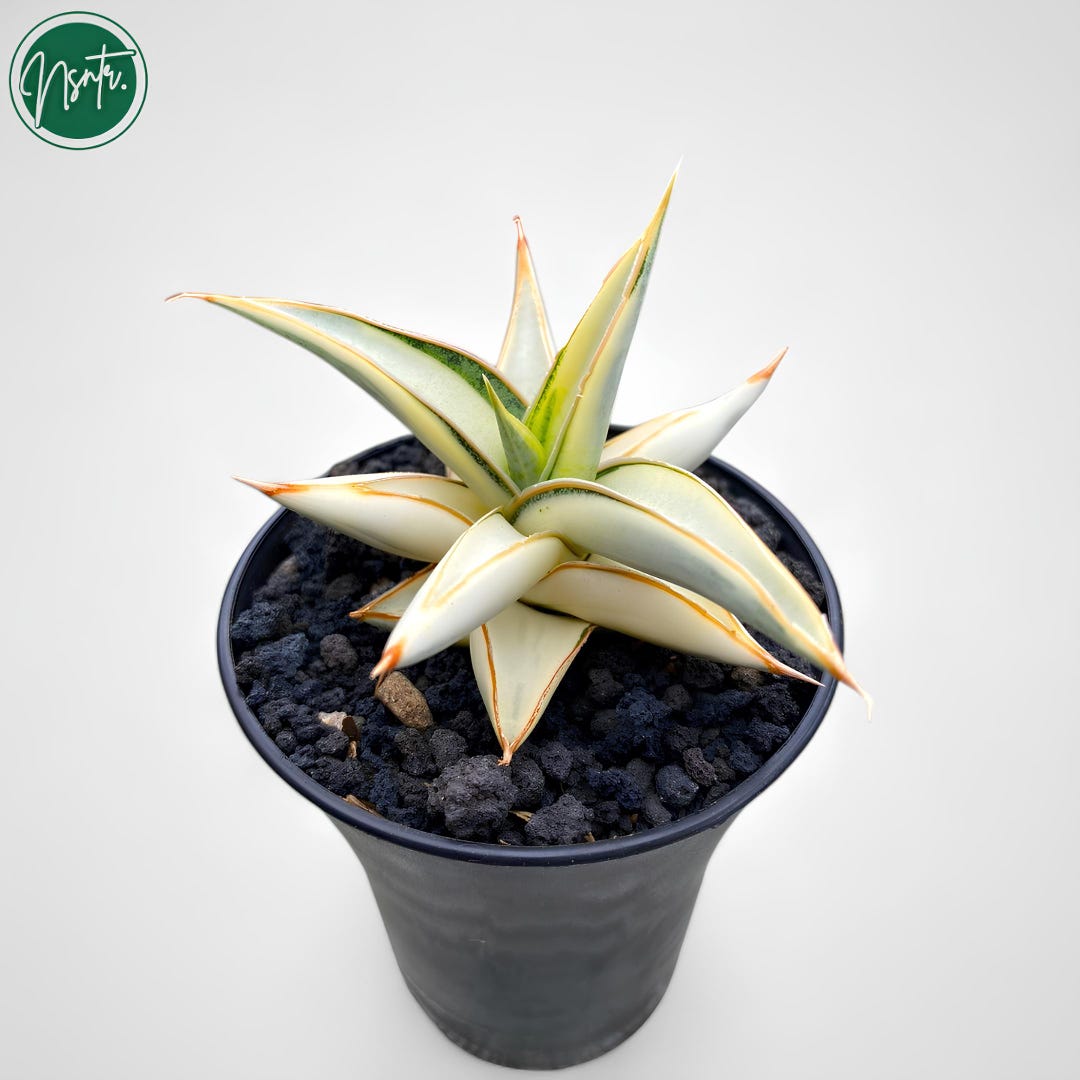 Sansevieria Blue Clone Mutation Full Albo Uniqe Form Snake Plant