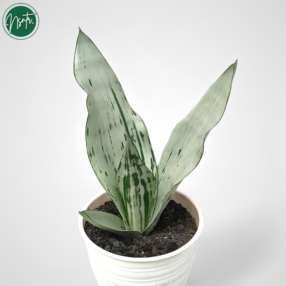 Sansevieria Trifasciata Brazillian Moonshine Rare Uniqe Snake Plant - Etsy