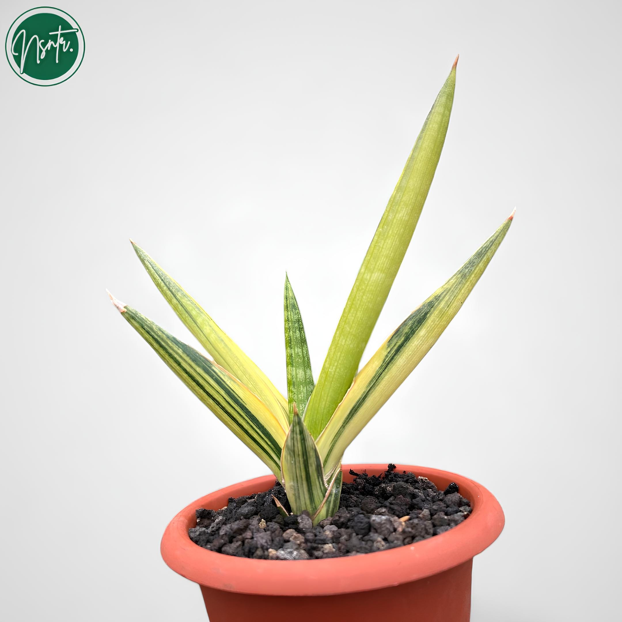 Sansevieria Motomo Variegated Rare Uniqe Snake Plant - Etsy